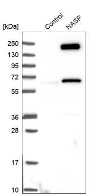 Western Blot: NASP Antibody [NBP2-33928]