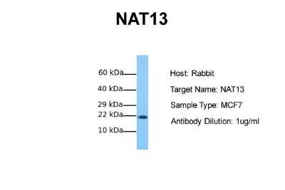 Western Blot: NAT13 Antibody [NBP1-55172]