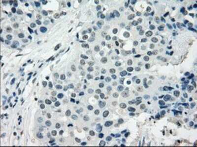 Immunohistochemistry-Paraffin: NAT8 Antibody (OTI5A8) [NBP1-47863]