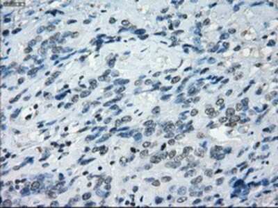 Immunohistochemistry-Paraffin: NAT8 Antibody (OTI5A8) [NBP1-47863]