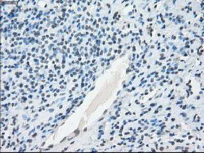 Immunohistochemistry-Paraffin: NAT8 Antibody (OTI5A8) [NBP1-47863]