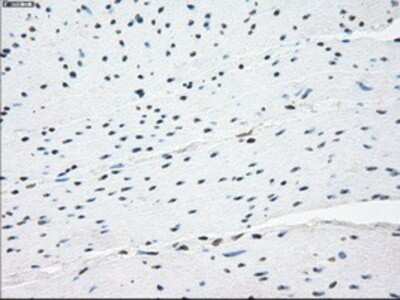 Immunohistochemistry-Paraffin: NAT8 Antibody (OTI5A8) [NBP1-47863]