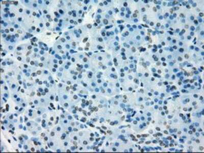 Immunohistochemistry-Paraffin: NAT8 Antibody (OTI5A8) [NBP1-47863]