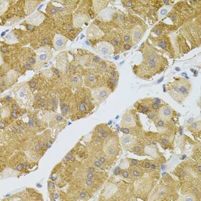 Immunohistochemistry-Paraffin: NAT8 Antibody - BSA Free [NBP2-93546]