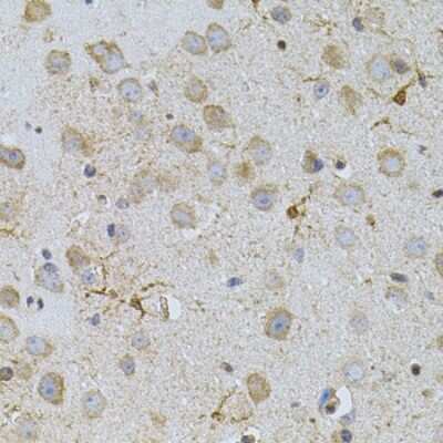 Immunohistochemistry-Paraffin: NAT8 Antibody - BSA Free [NBP2-93546]