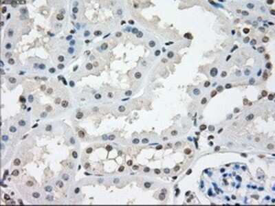Immunohistochemistry: NAT8 Antibody (OTI5A8) - Azide and BSA Free [NBP2-72878]