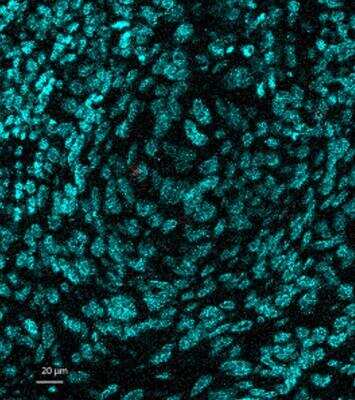 Imaging Mass Cytometry: NCAM-1/CD56 Antibody (123A8 (same as 56C04)) - Azide and BSA Free [NBP2-34518]