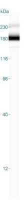Simple Western: NCAM-1/CD56 Antibody (123C3.D5)Azide and BSA Free [NBP2-33132]