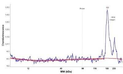 Simple Western: NCAM-1/CD56 Antibody (123C3.D5)Azide and BSA Free [NBP2-33132]