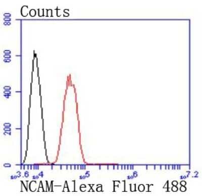 Flow Cytometry: NCAM-1/CD56 Antibody (JF1021) [NBP2-66968]
