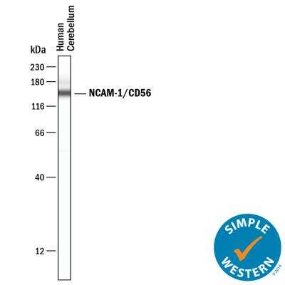 Simple Western: NCAM-1/CD56 Antibody (SPM128) [NBP2-34349]