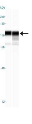 Simple Western: NCAPH Antibody [NBP1-88345]