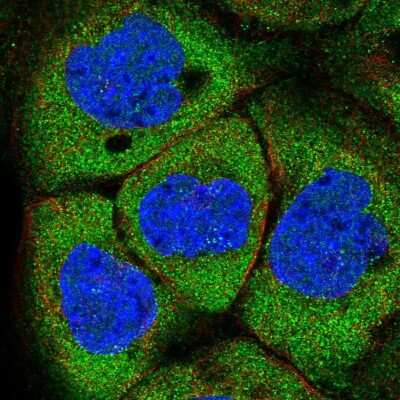 Immunocytochemistry/ Immunofluorescence: NCBP1 Antibody [NBP2-33897]