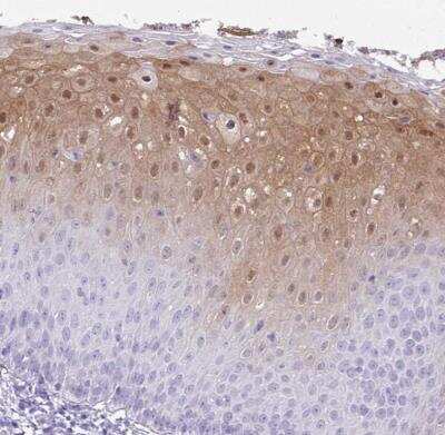 Immunohistochemistry-Paraffin: NCCRP1 Antibody [NBP2-13642]