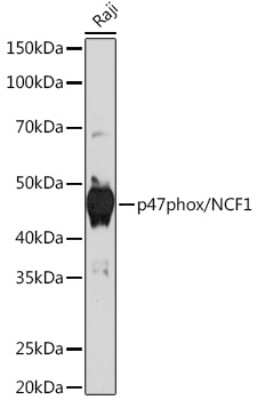 Western Blot: NCF1 Antibody (8J2F6) [NBP3-16572]