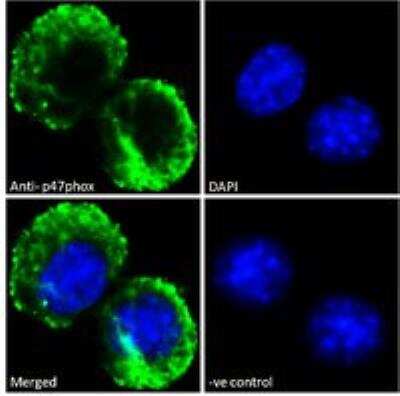 Immunocytochemistry/ Immunofluorescence: NCF1 Antibody [NBP2-26113]