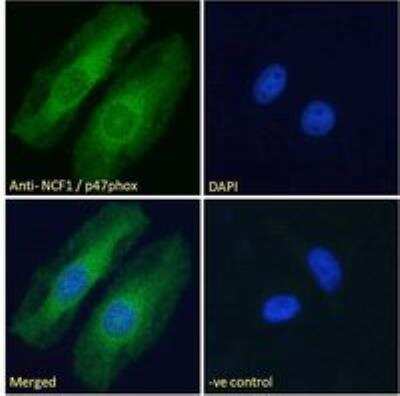 Immunofluorescence: NCF1 Antibody [NB100-790]