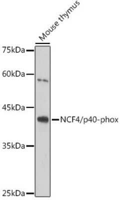 Western Blot: NCF4 Antibody (4L9Z4) [NBP3-15322]