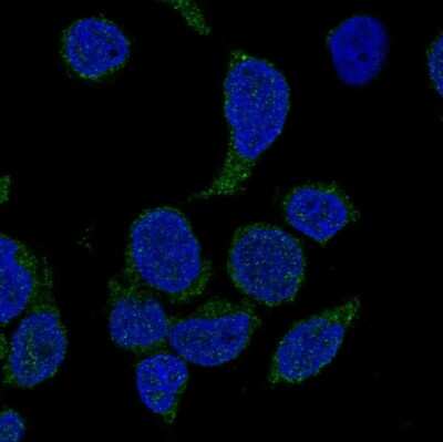 Immunocytochemistry/ Immunofluorescence: NCF4 Antibody [NBP2-58290]