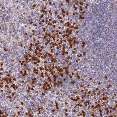 Immunohistochemistry-Paraffin: NCF4 Antibody [NBP2-32720]