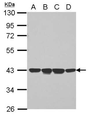 Western Blot: NCF4 Antibody [NBP2-19488]