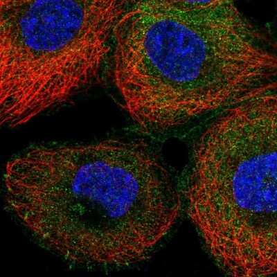 Immunocytochemistry/ Immunofluorescence: NCK1 Antibody [NBP2-55255]