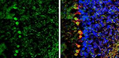 Immunohistochemistry-Frozen: NCKAP1 Antibody [NBP1-32339]