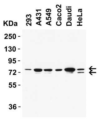 Western Blot: NCOA4 AntibodyBSA Free [NBP3-18136]