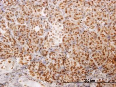Immunohistochemistry-Paraffin: NCOA4 Antibody (1E5) [H00008031-M03]