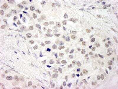 Immunohistochemistry-Paraffin: NCOA5 Antibody [NB100-2571]