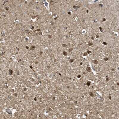 Immunohistochemistry-Paraffin: NCOA7 Antibody [NBP1-85199]