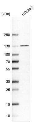Western Blot: NCOA7 Antibody [NBP1-85199]