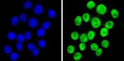 Immunocytochemistry/ Immunofluorescence: NCOR2 Antibody [NB120-5802]