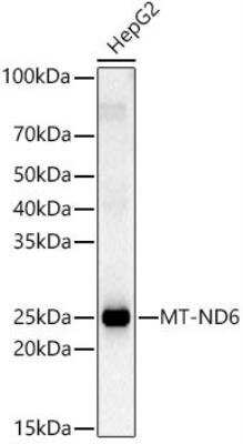 Western Blot: ND6 AntibodyAzide and BSA Free [NBP2-94464]