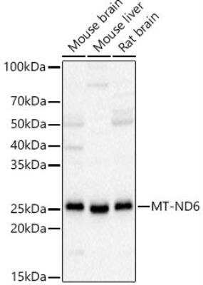 Western Blot: ND6 AntibodyAzide and BSA Free [NBP2-94464]