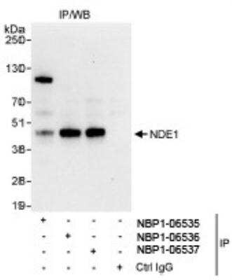 Immunoprecipitation: NDE1 Antibody [NBP1-06537]