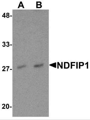 Western Blot: NDFIP1 AntibodyBSA Free [NBP2-82012]
