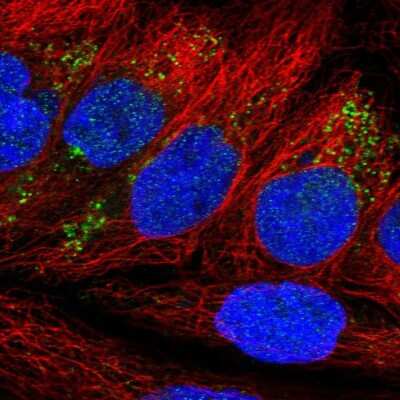 Immunocytochemistry/ Immunofluorescence: NDFIP2 Antibody [NBP1-81436]