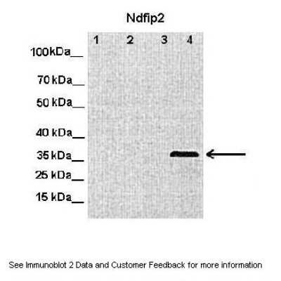 Western Blot: NDFIP2 Antibody [NBP1-74110]