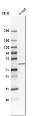 Western Blot: NDFIP2 Antibody [NBP1-81436]