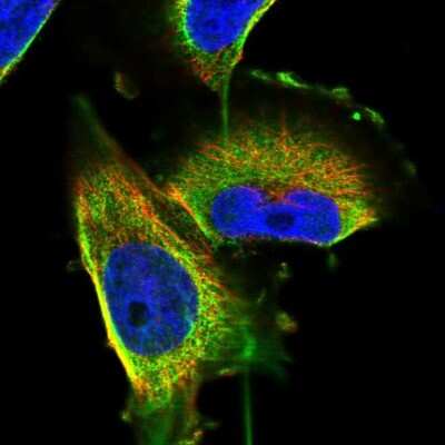 Immunocytochemistry/ Immunofluorescence: NDOR1 Antibody [NBP1-88790]