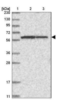 Western Blot: NDOR1 Antibody [NBP1-88790]