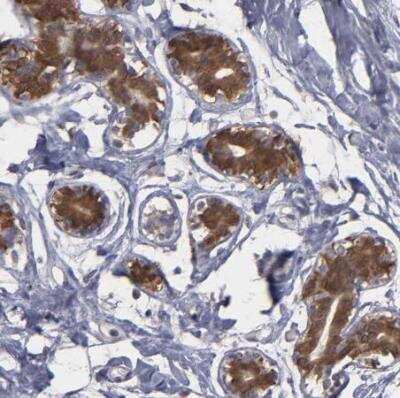 Immunohistochemistry-Paraffin: NDRG2 Antibody [NBP1-81424]