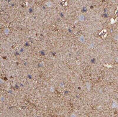 Immunohistochemistry-Paraffin: NDRG2 Antibody [NBP1-81424]
