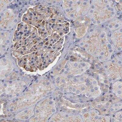 Immunohistochemistry-Paraffin: NDRG2 Antibody [NBP1-81424]