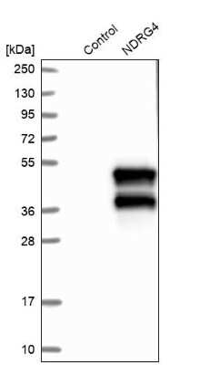 Western Blot: NDRG4 Antibody [NBP1-81434]