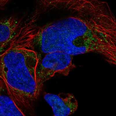 Immunocytochemistry/ Immunofluorescence: NDUFA10 Antibody [NBP2-57008]