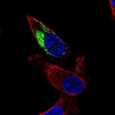 Immunocytochemistry/ Immunofluorescence: NDUFA11 Antibody [NBP2-58831]
