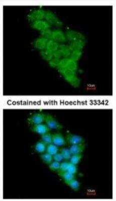 Immunocytochemistry/ Immunofluorescence: NDUFA12 Antibody [NBP1-32745]