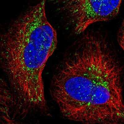 Immunocytochemistry/ Immunofluorescence: NDUFA12 Antibody [NBP1-88935]